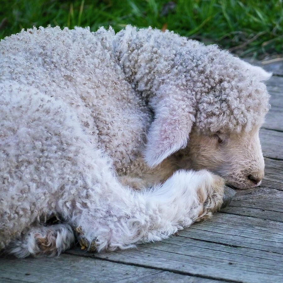 Sheep Photograph - Curled-Up Lamb Resting  by Rachel Morrison