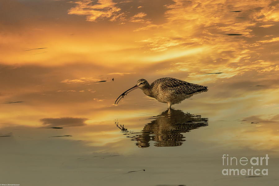 Curlew And Crab  Photograph by Mitch Shindelbower