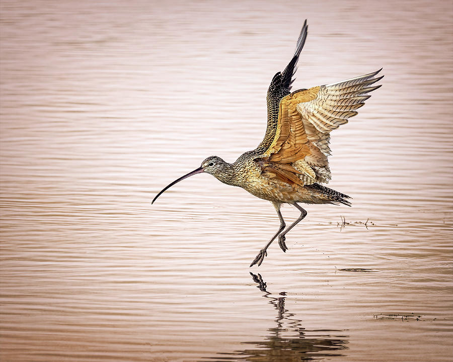 Curlew Dance Photograph by Jaki Miller