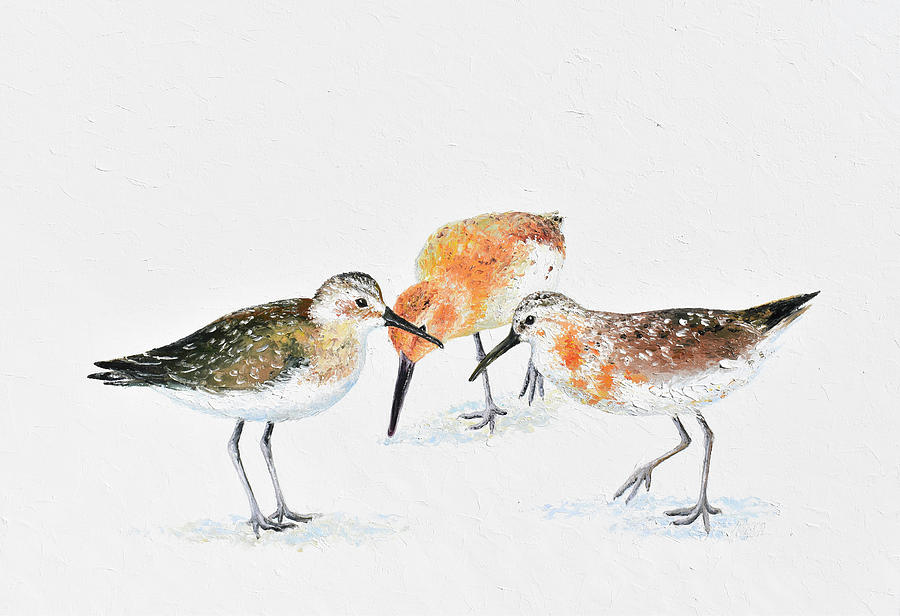Curlew Sandpipers - shore birds Painting by Jan Matson