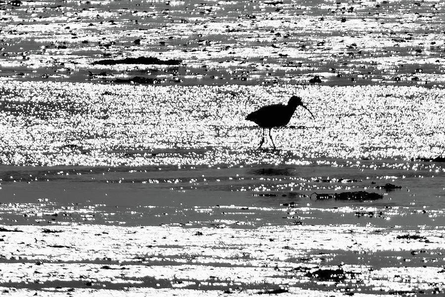 Curlew Silhouette Photograph
