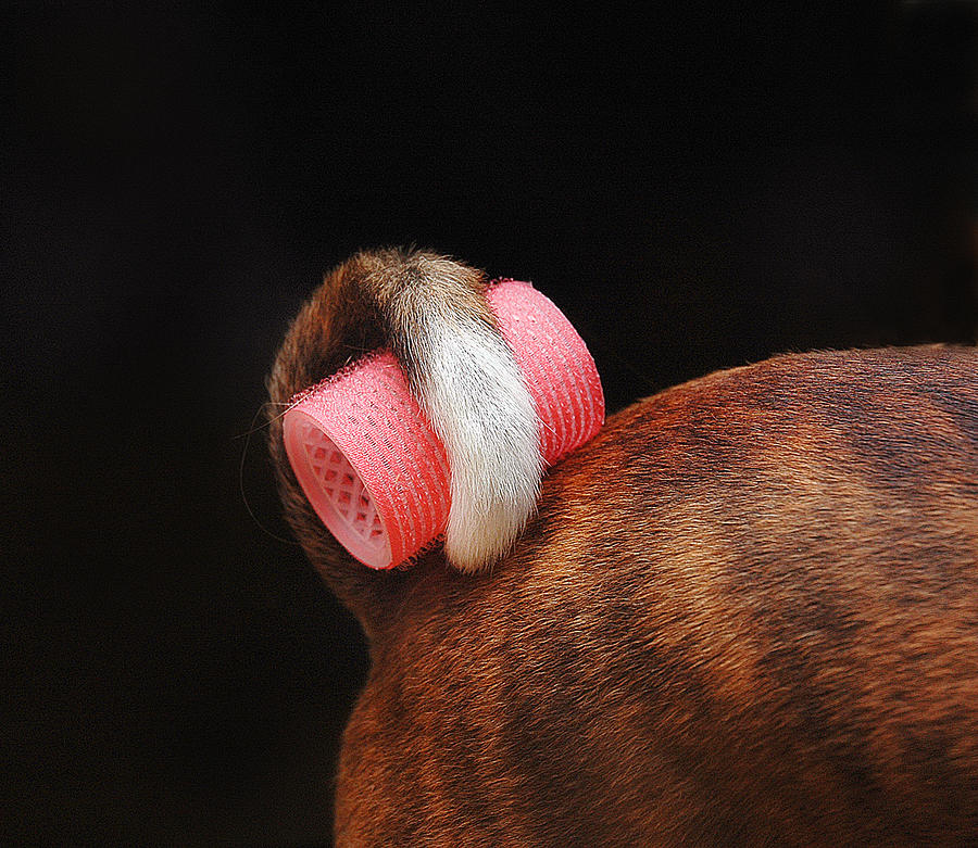 Curly basenji tail Photograph by Jezandia Photography