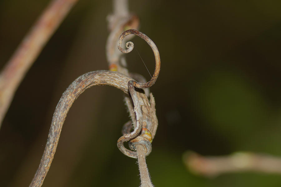 Curly Branch Photograph by Charles Mitchell - Fine Art America