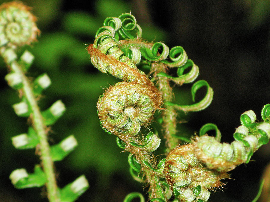 Curly fern Photograph by Segura Shaw Photography