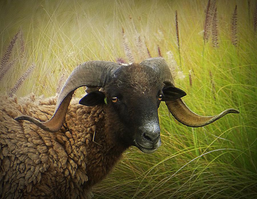 Curly Horned Sheep Photograph by Lori Seaman
