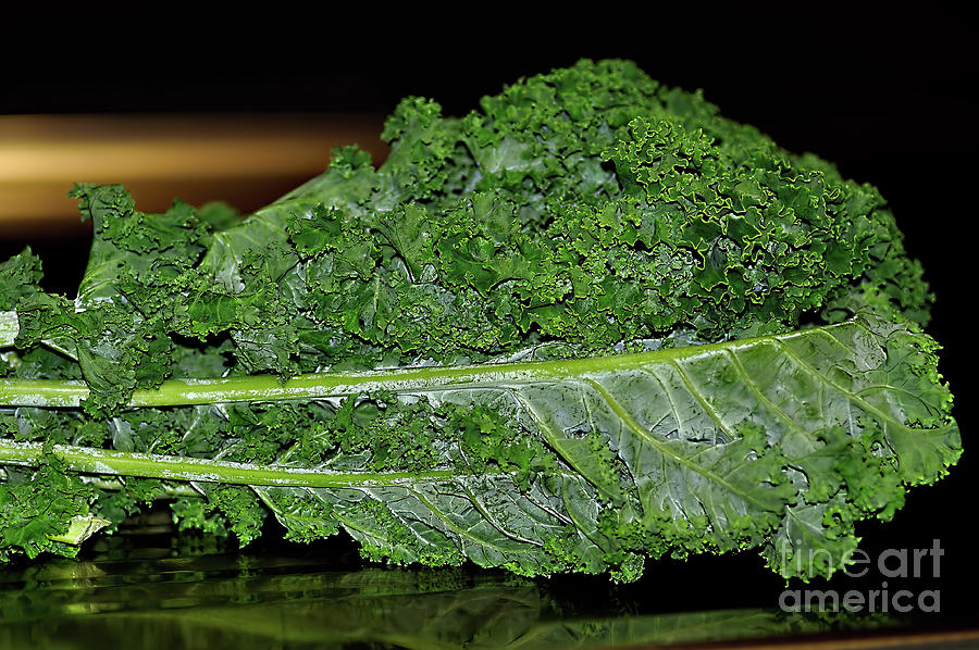 Curly Kale By Kaye Menner Photograph