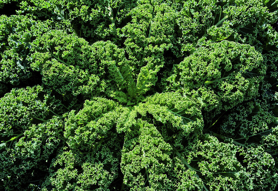Cabbage Photograph - Curly Kale by Maria Meester