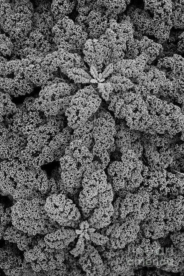 Curly Kale Monochrome Photograph by Tim Gainey