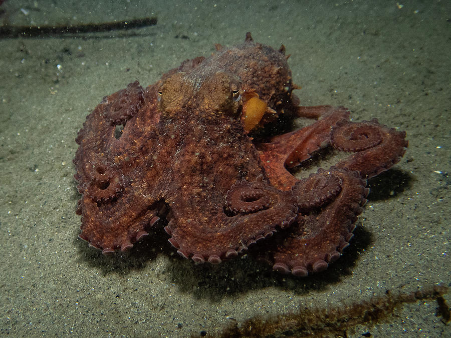 Curly octopus Photograph by Brian Weber