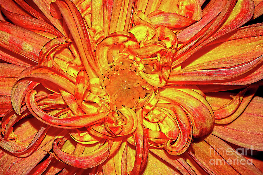 Curly Petals Dahlia 2 By Kaye Menner Photograph
