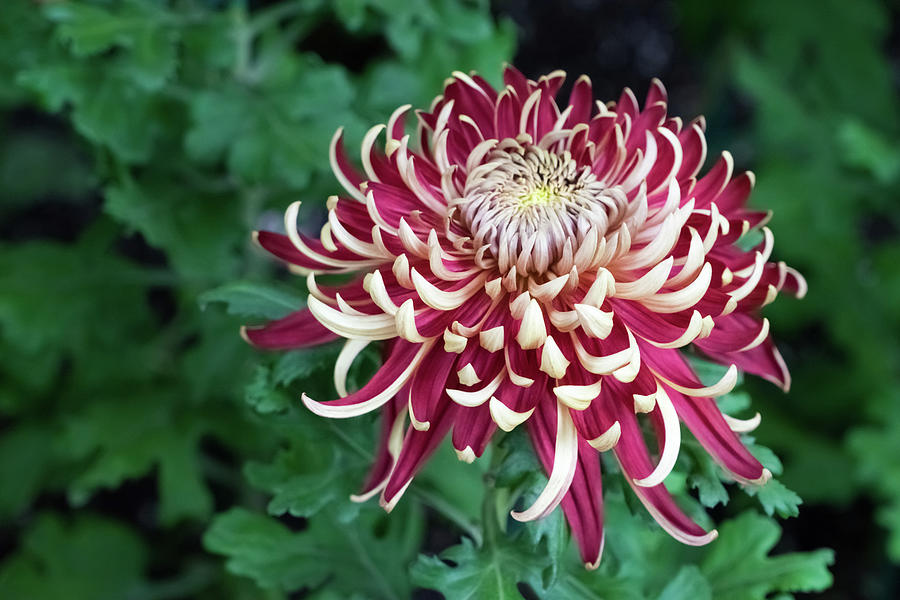 Curly Petals In Blond And Red - One Showy Chrysanthemum Bloom Photograph