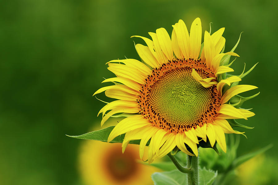 Curly sunflower Photograph by Jack Nevitt