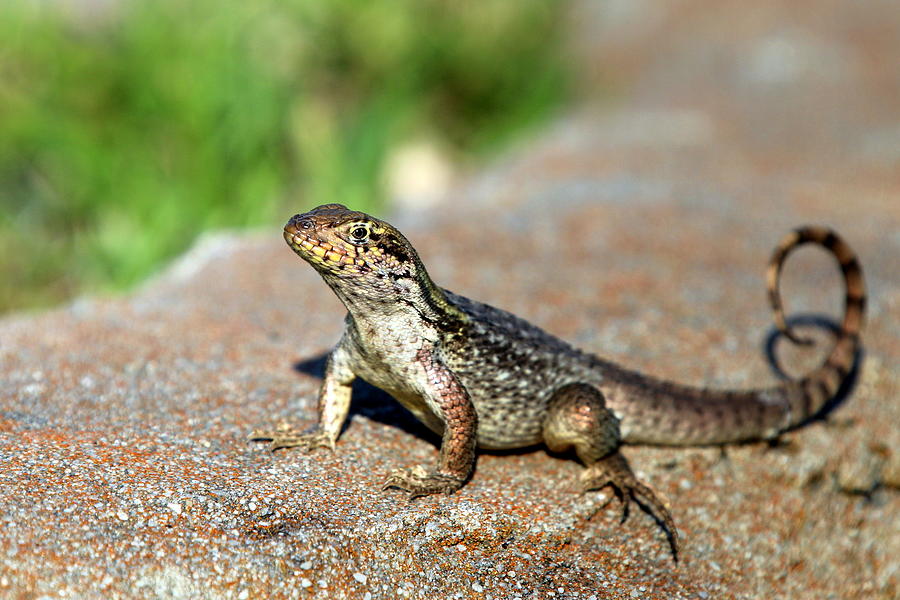 Curly Tail Lizard Photograph by Olli Kay - Fine Art America