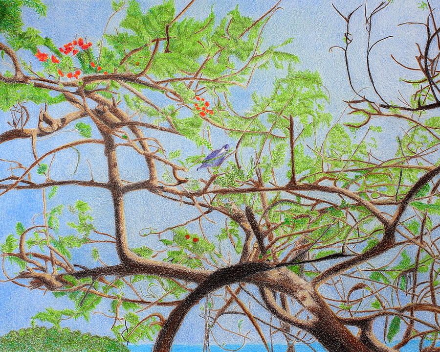 Curly Tangled Tree, St Maarten Painting by Kathy Crockett