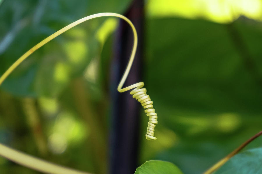 Curly Tendril  Photograph by Amy Sorvillo
