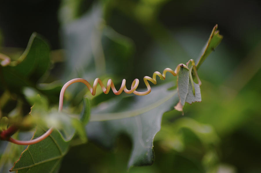Curly Tendril Of Wild Ivy Photograph
