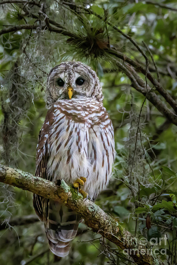 Curly Toed Owl Photograph by Tom Claud