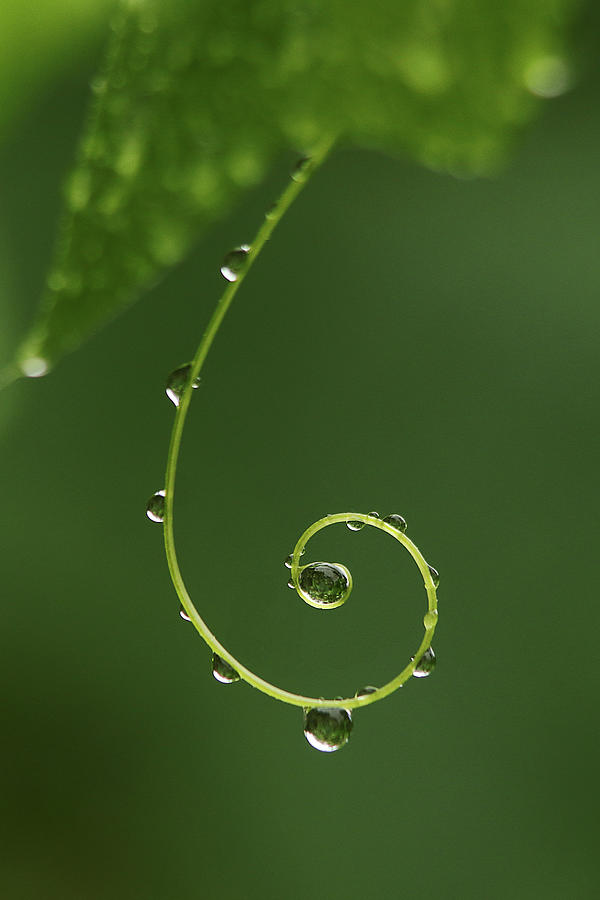 Nature Photograph - Curly Vine After the Rain by Morgan Wright