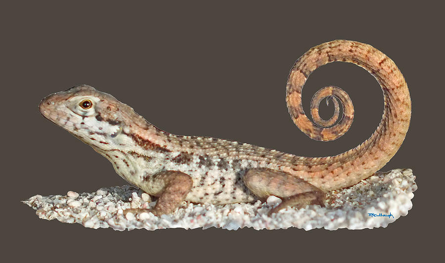 Curlytail Lizard Clear Photograph by Duane McCullough
