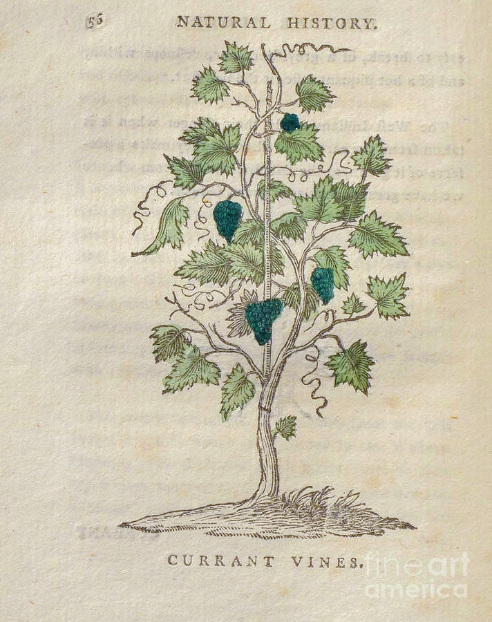 Currant Vines t5 Drawing by Botany