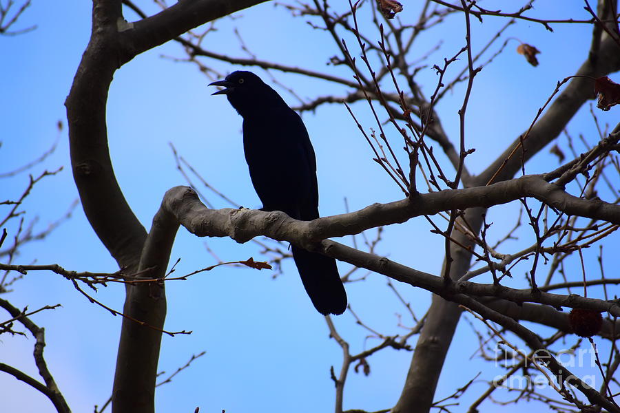 Currawong Digital Art by Nicko Pics - Fine Art America