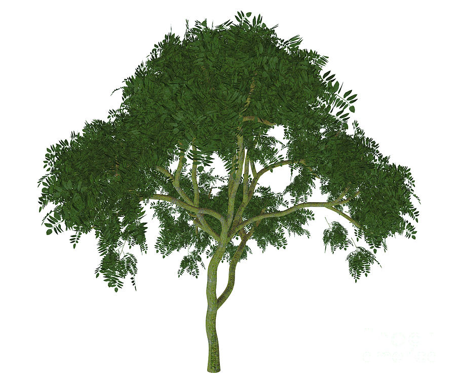 Curry Leaf Tree Digital Art by Corey Ford