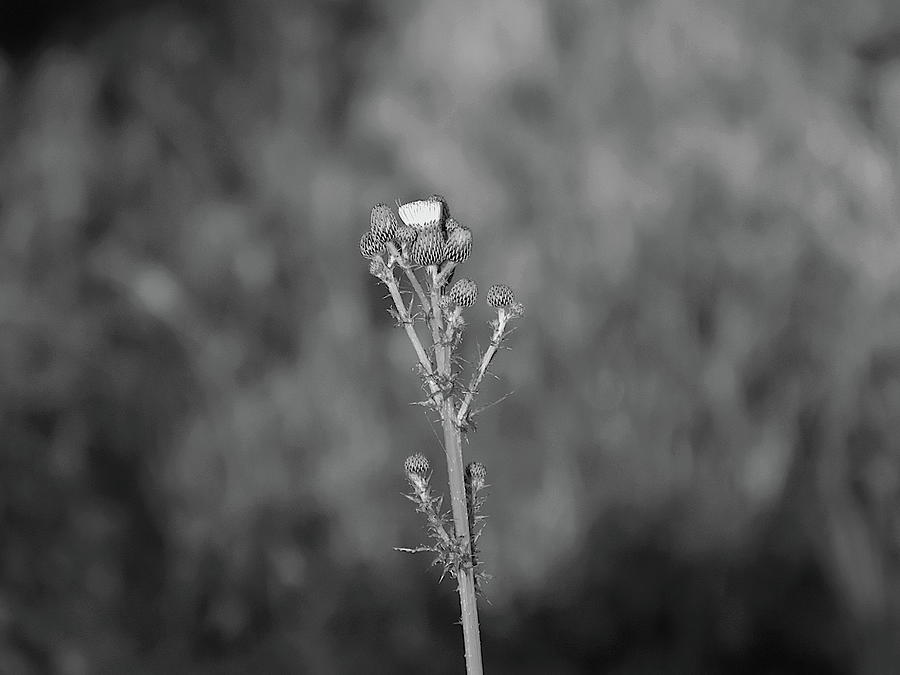 Cursed Thistle Black And White Photograph by Christopher Mercer