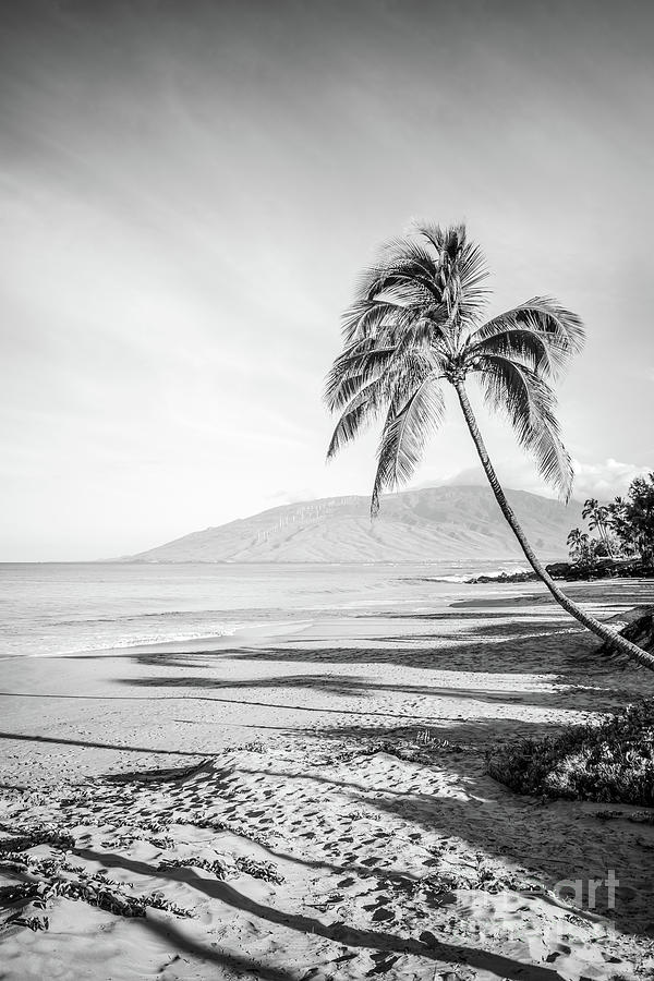 Curved Bent Palm Tree Maui Hawaii Black and White Photo Photograph by Paul Velgos