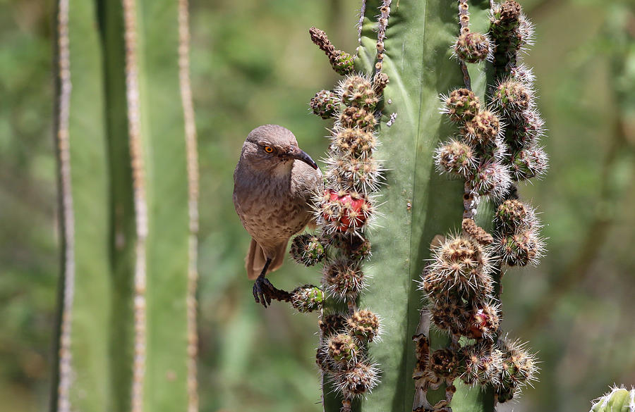 Curved Bill Thrasher on Cactus Photograph by Dawn Richards