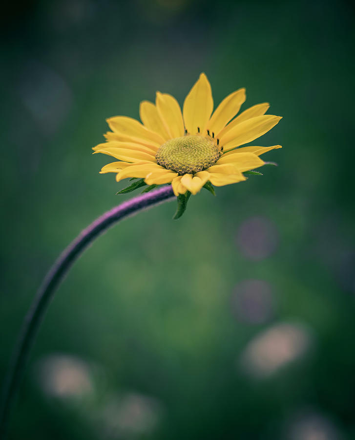 Curved Daisy Photograph by Kevin Schwalbe