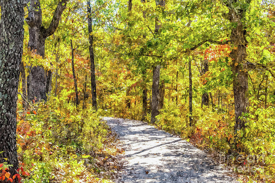 Curved Fall Season Pathway Painterly Photograph by Jennifer White
