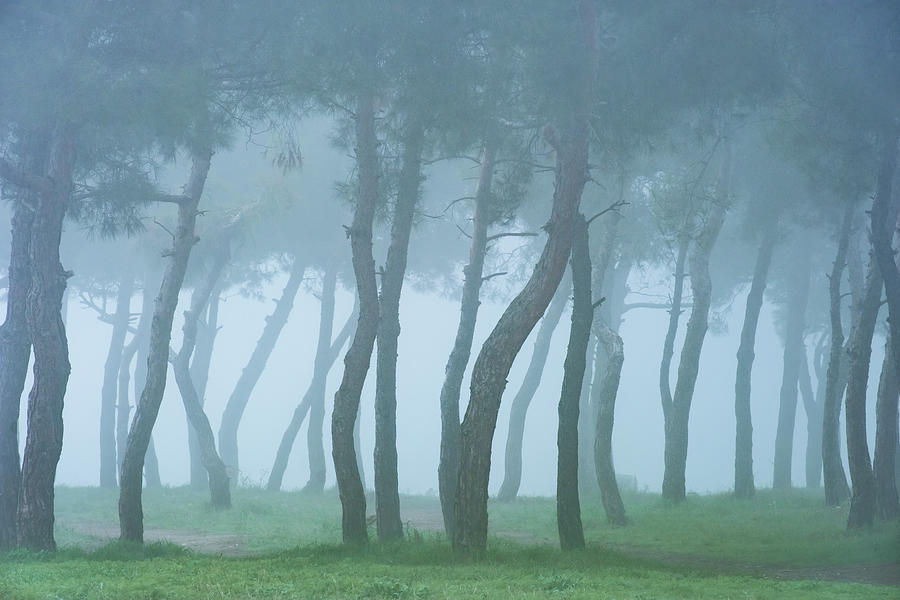 Curved Pine Trees Forest in the Fog Photograph by Alexios Ntounas