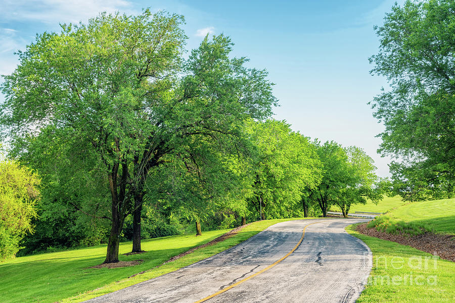 Curved Road And Elm Trees Photograph by Jennifer White