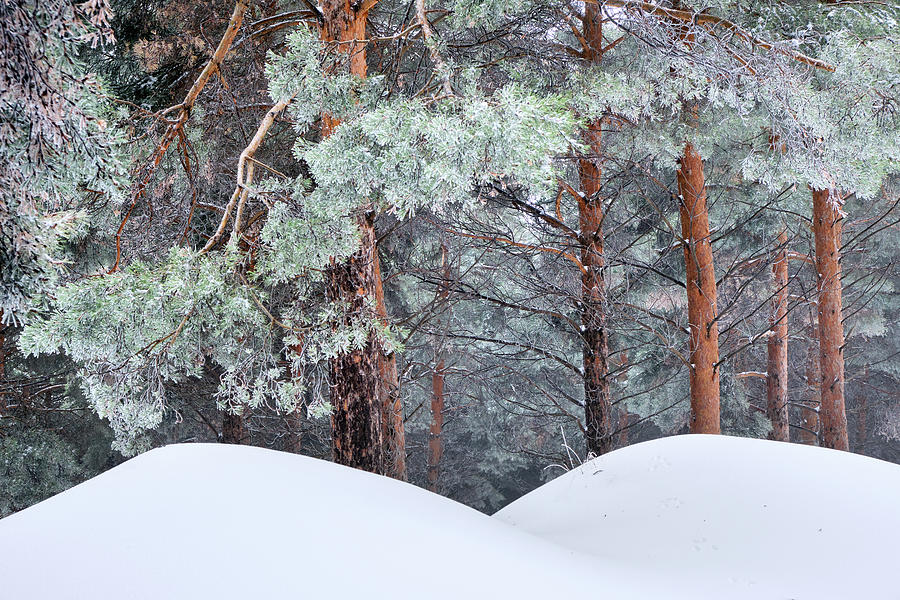 Curved snow. Mistery forest. After the snowstorm. Sierra Nevada National park Photograph by