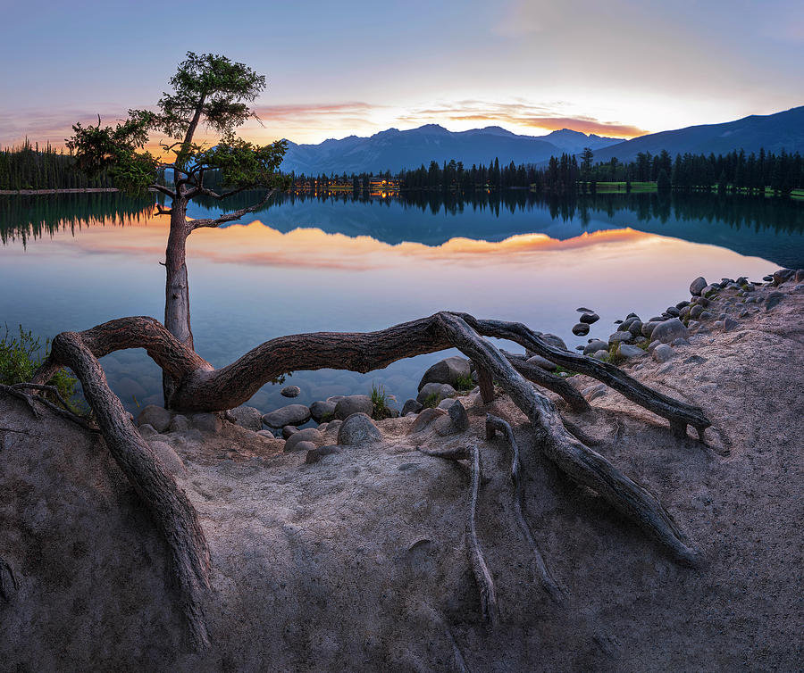 Curved Tree-Sunrise View of Lac Beauvert, Jasper National Park, Alberta, Canada Photograph by Yves Gagnon
