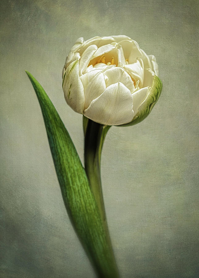 Curved White Tulip  Photograph by Paul Bartell