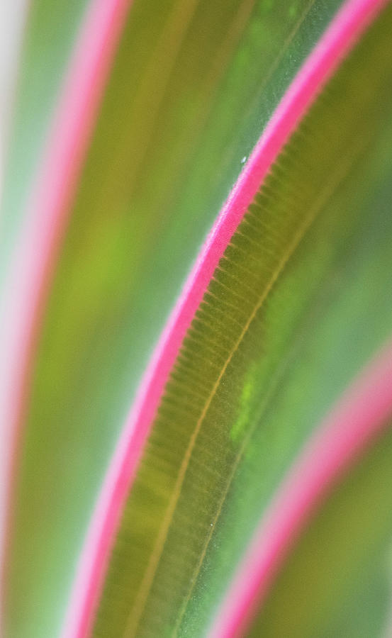 Curves From A Prayer Plant Leaf Photograph by Karen Rispin