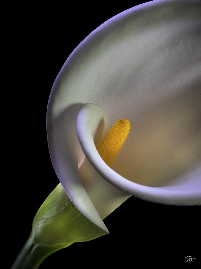 Curves Of A Calla Lily Photograph by Endre Balogh