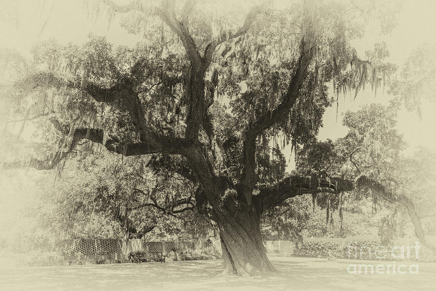 Curves Of Time - Brook Green Gardens Live Oak Tree Photograph