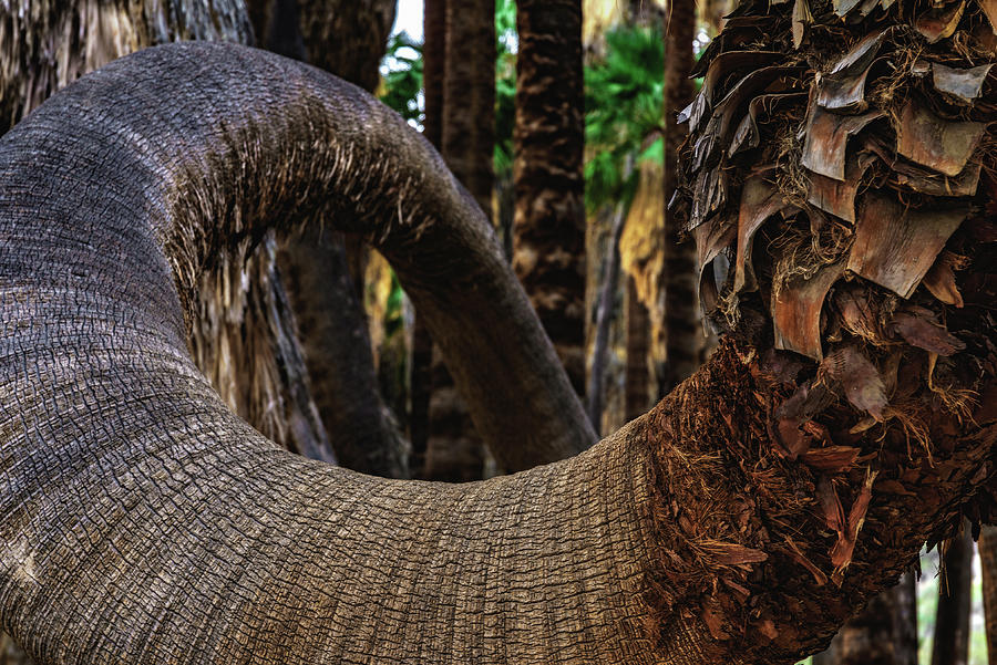 Curving Palm Closeup, California - Vertical Photograph by Abbie Matthews