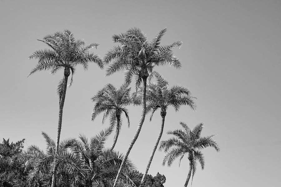 Curvy Palms Photograph by Robert Wilder Jr