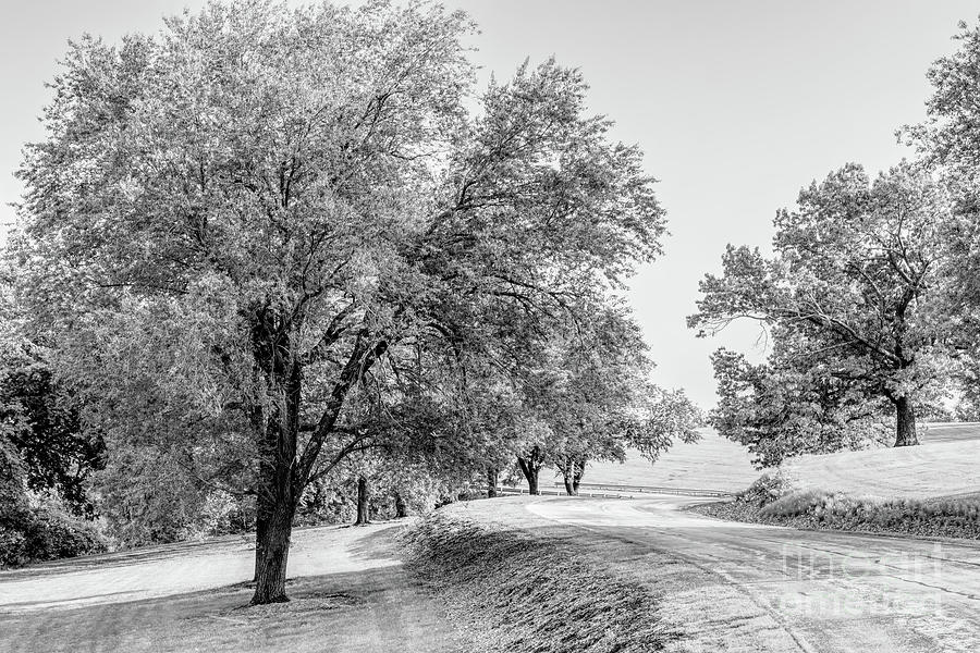 Curvy Road And Elm Trees Grayscale Photograph by Jennifer White