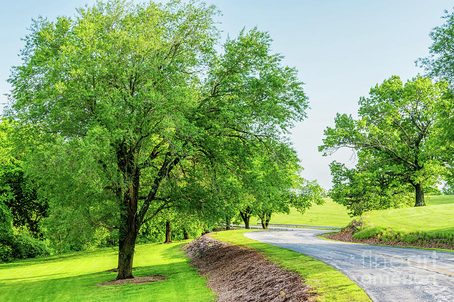 Tree Photograph - Curvy Road And Elm Trees by Jennifer White