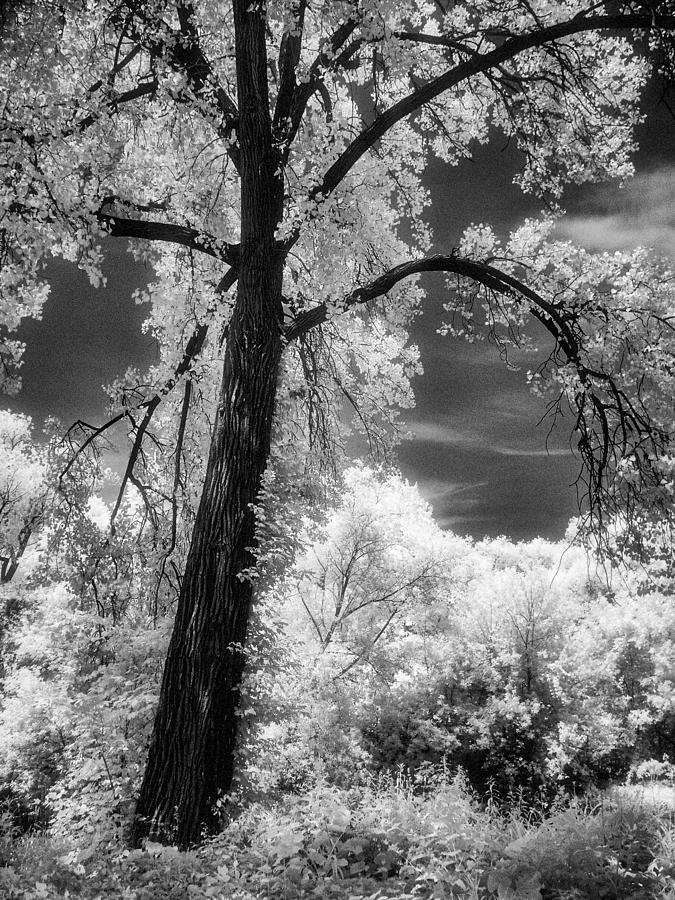 Curwood Tree Photograph by Jeffrey Holbrook