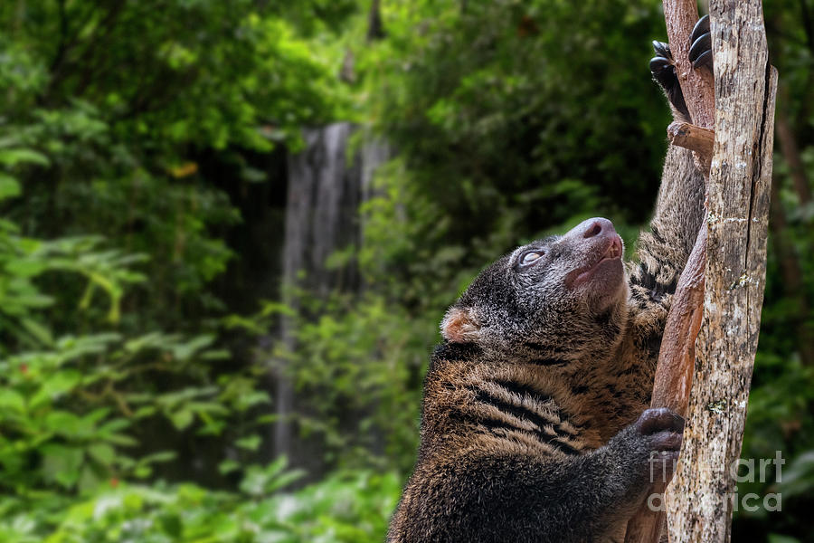 Cuscus in Rain Forest Photograph by Arterra Picture Library