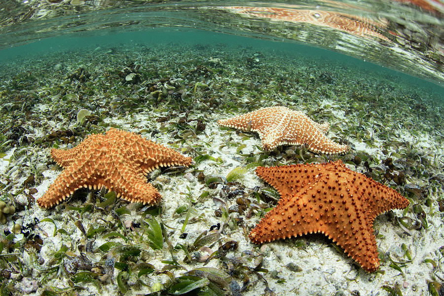 Cushioned Starfish Oreaster reticulatus in seagrass Photograph by ...