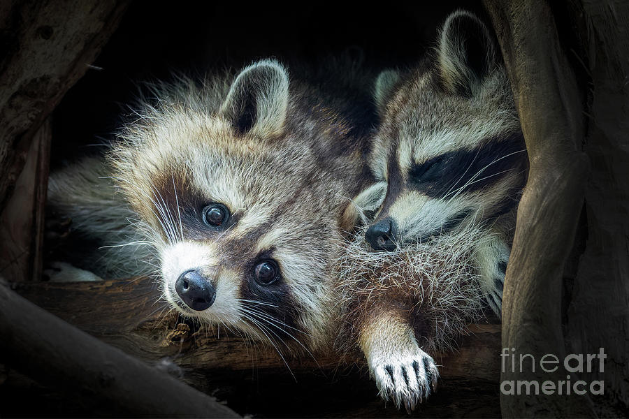 Cute raccoons Photograph by Delphimages Photo Creations