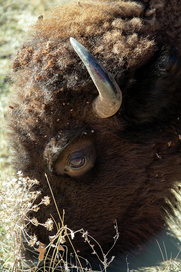 Custer State Park Bison Photograph by Kyle Hanson