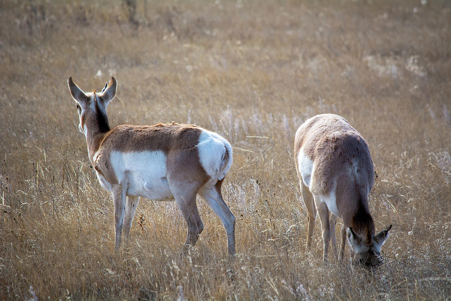 Custer State Park Pronghorn Photograph by Kyle Hanson