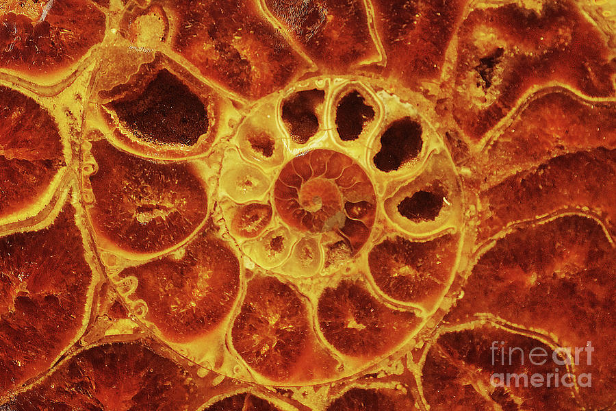 Cut Ammonite 1 Photograph by Rudi Prott